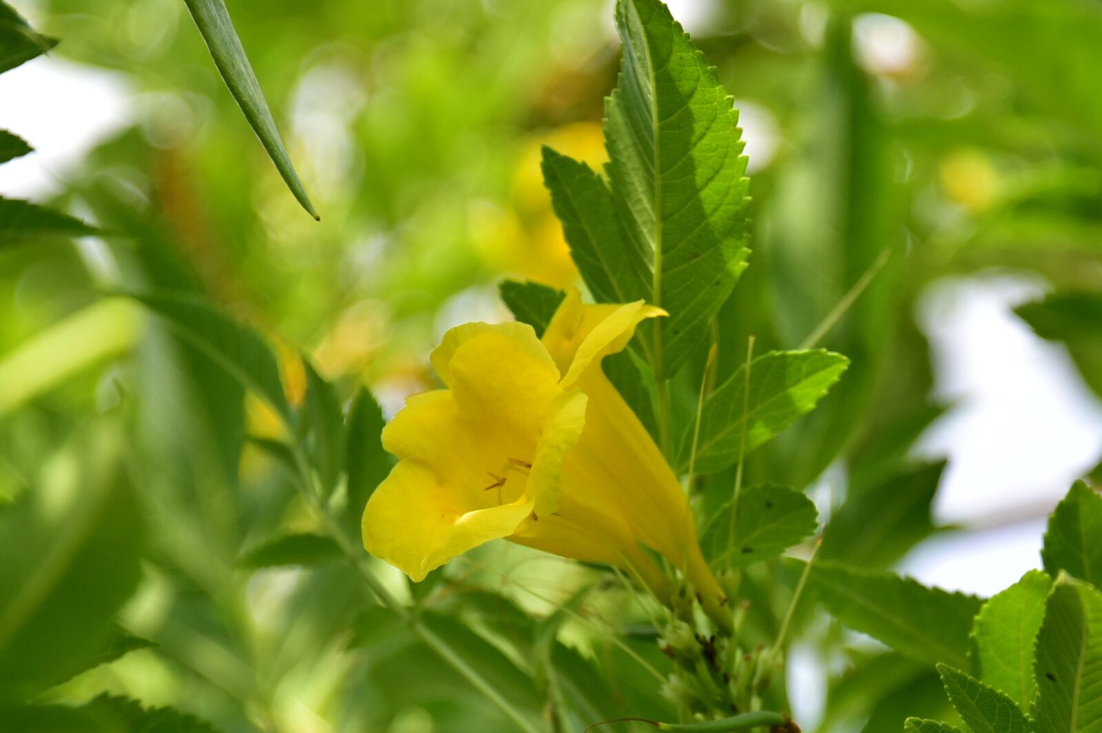 Nikon D750 sample photo. Israeli, summer, flower photography