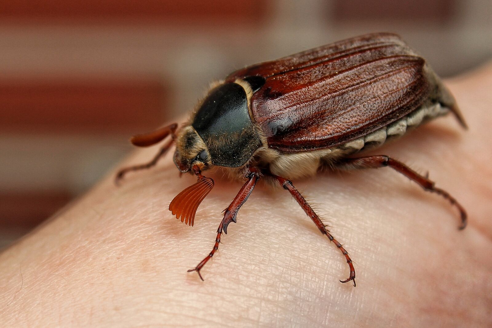 Canon EOS 1300D (EOS Rebel T6 / EOS Kiss X80) sample photo. Maikäfer, beetle, spring photography