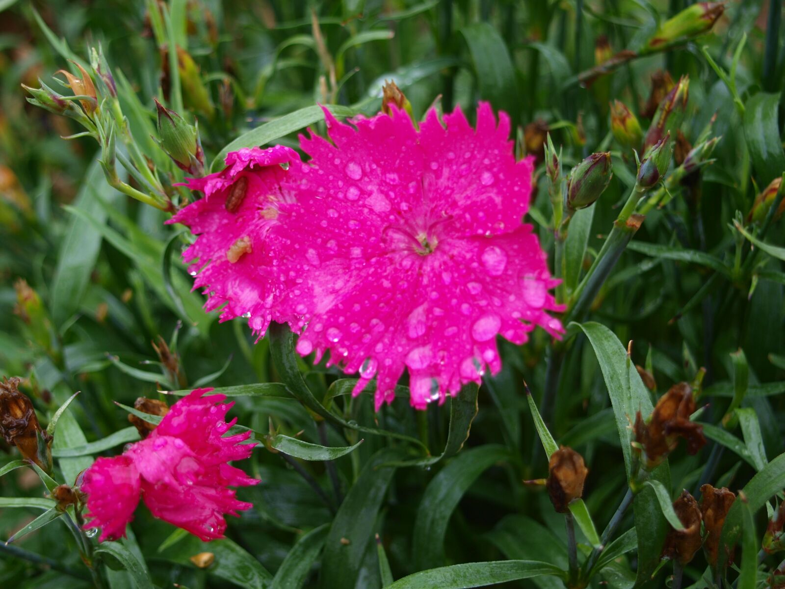 Olympus E-420 (EVOLT E-420) sample photo. Blossom, bloom, carnation photography
