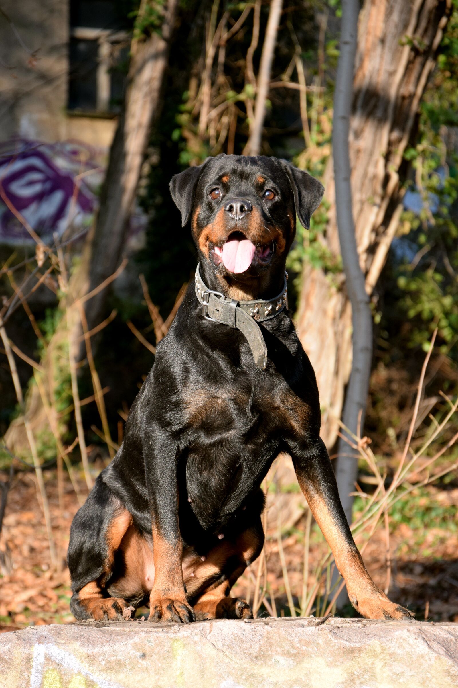 Nikon D3300 sample photo. Rotweiler, dog, sit photography
