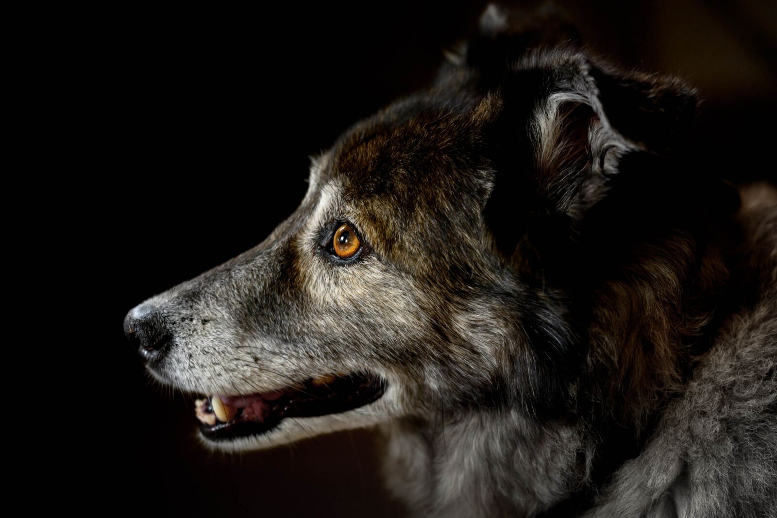 Nikon Z7 sample photo. Dog, animal, look photography