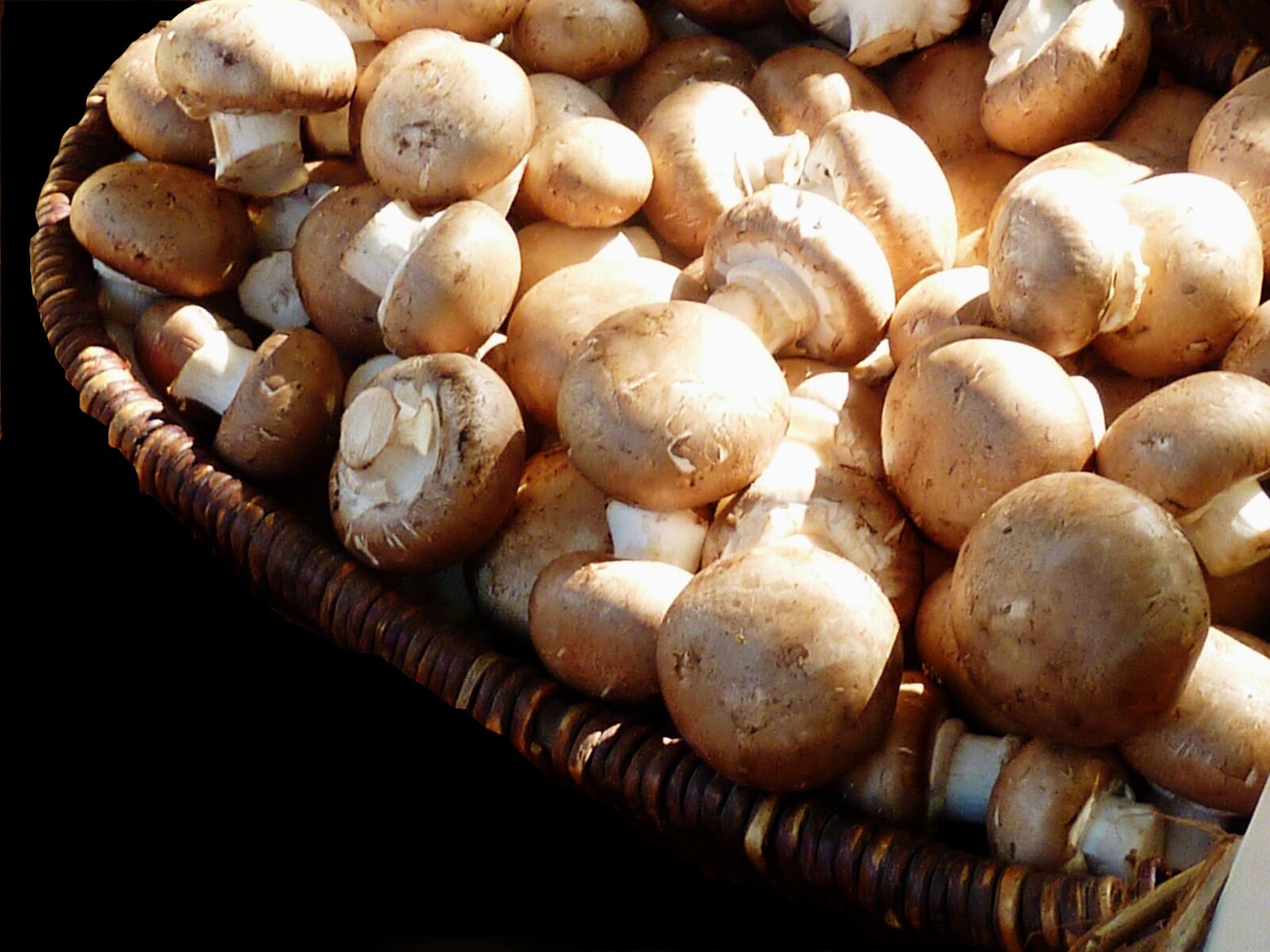 Panasonic DMC-TZ7 sample photo. Mushrooms, white mushroom, nature photography
