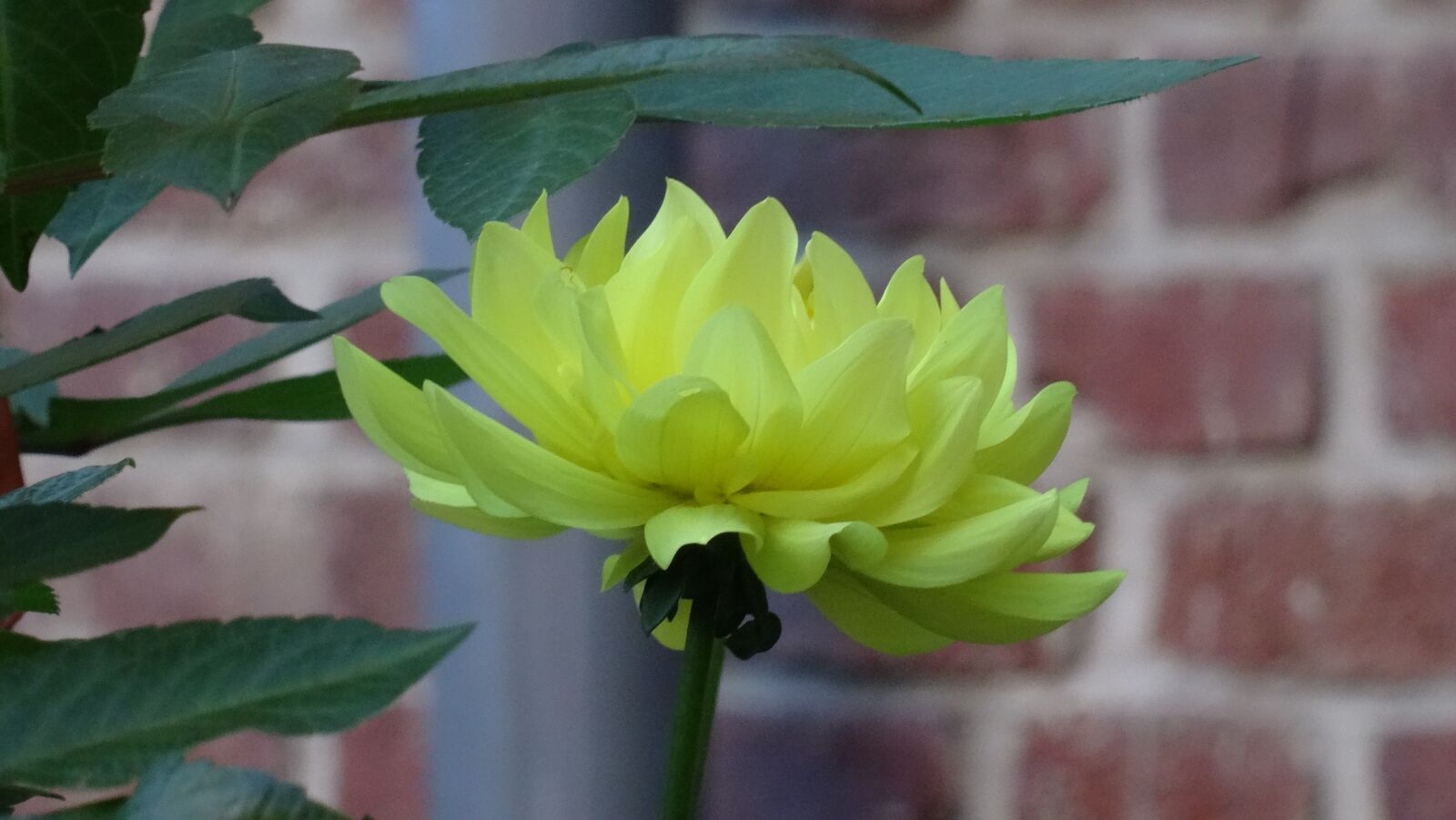 Sony DSC-HX50 sample photo. Nature, plant, flower photography