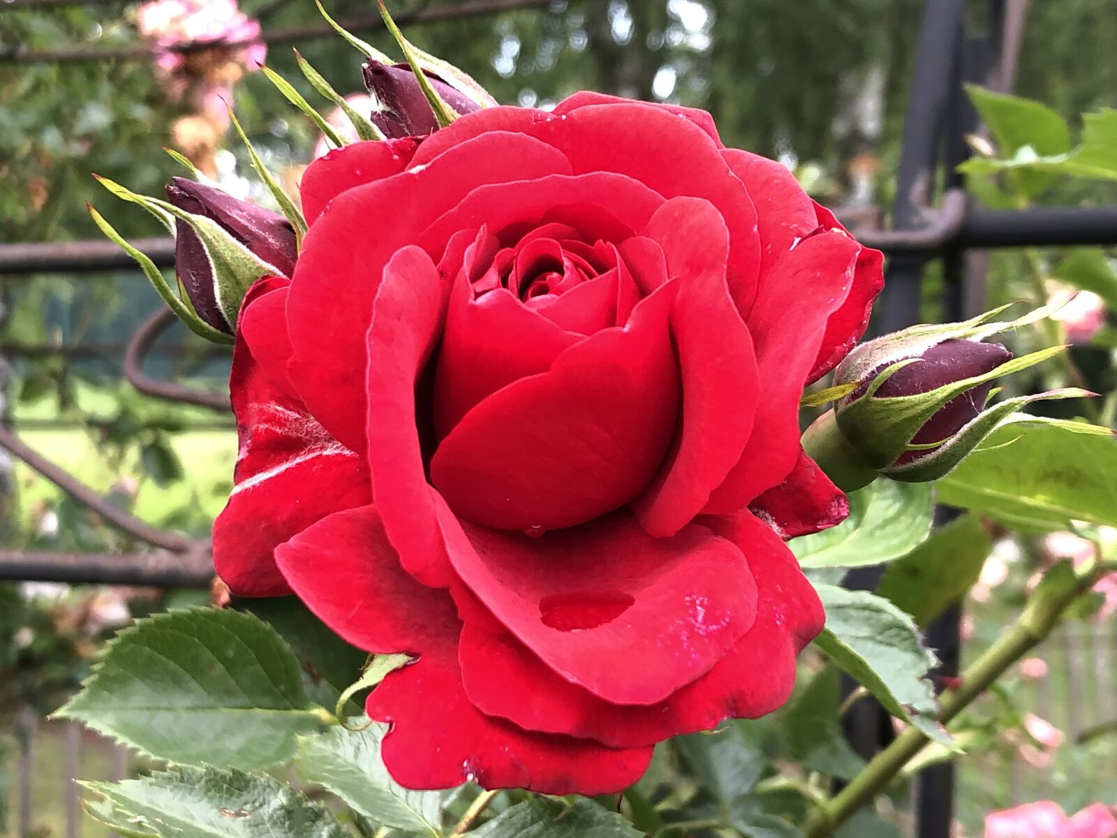 Apple iPhone 8 sample photo. Red rose, red flower photography