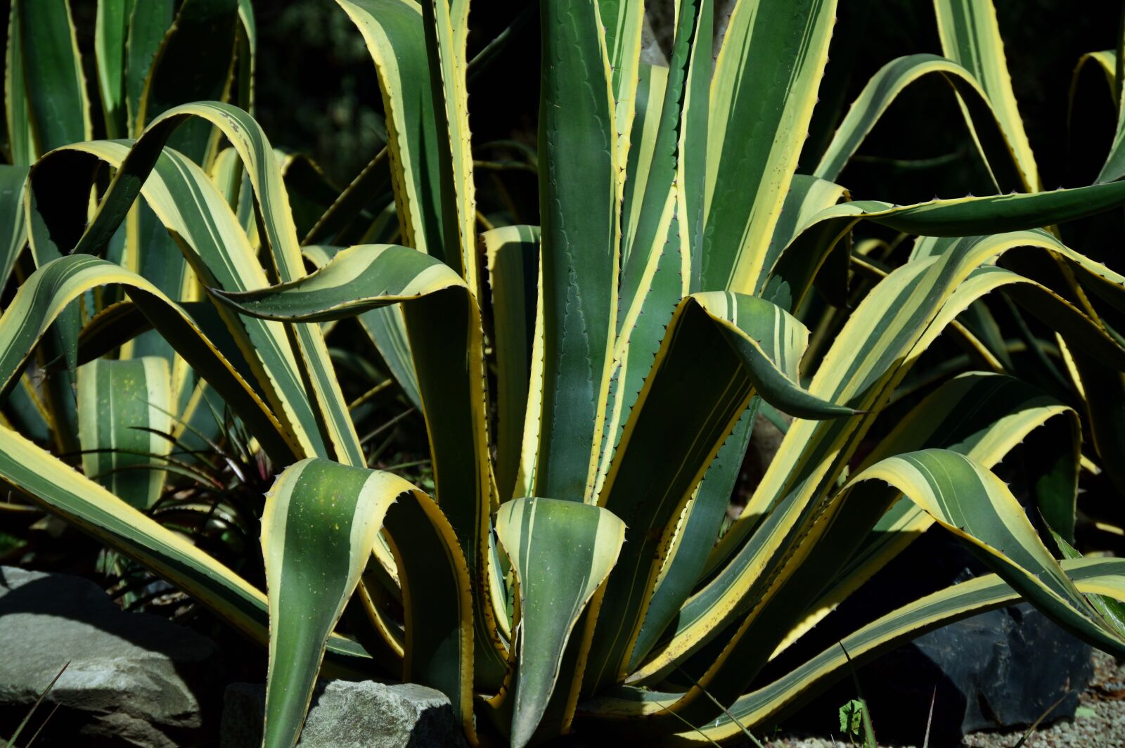 Nikon D3200 sample photo. Park, outdoors, agave photography