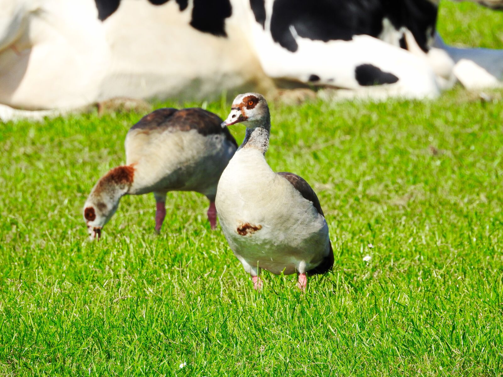 Nikon Coolpix P900 sample photo. Wild goose, geese, bird photography
