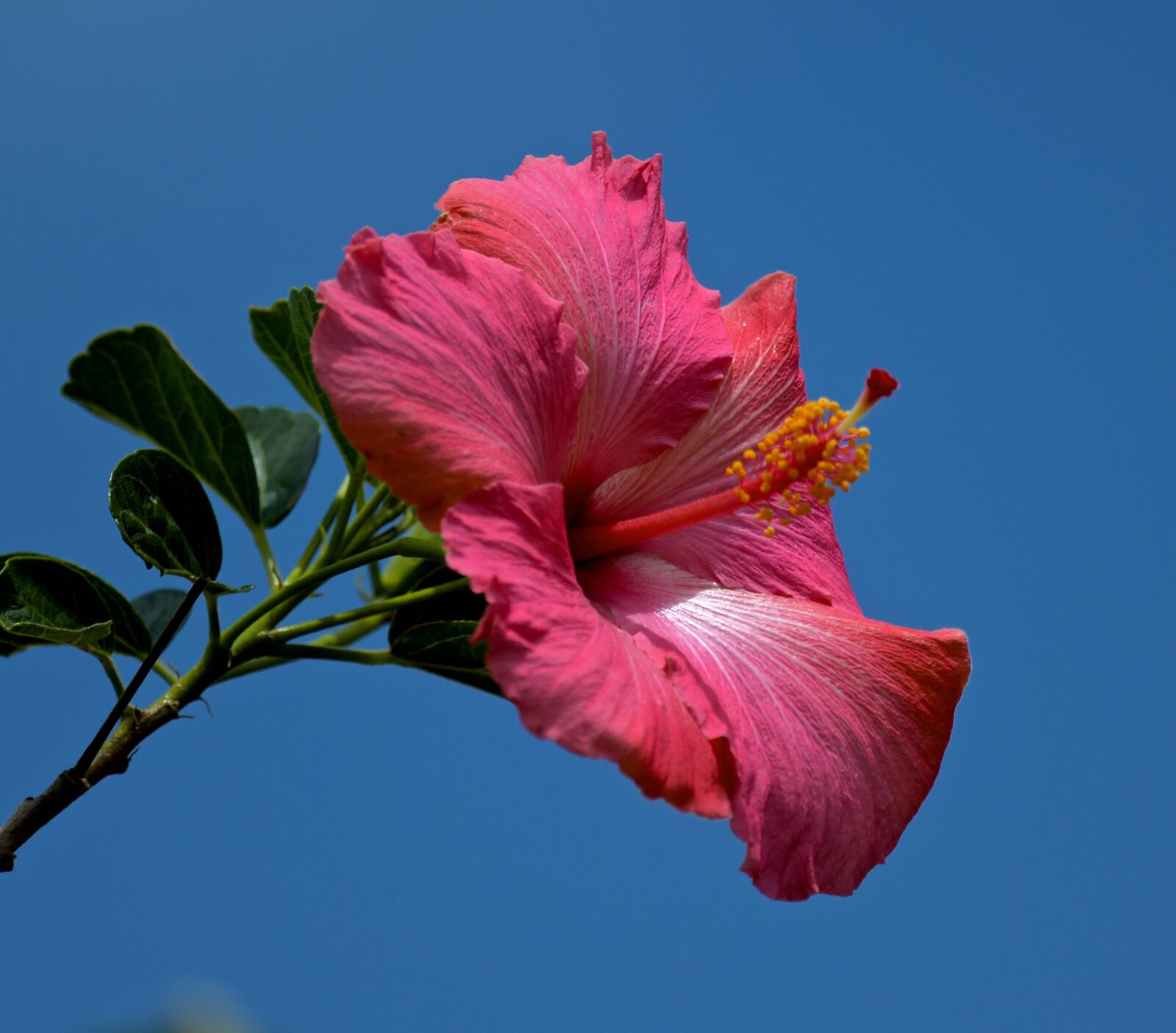 Nikon D850 sample photo. Flower, blue, sky photography