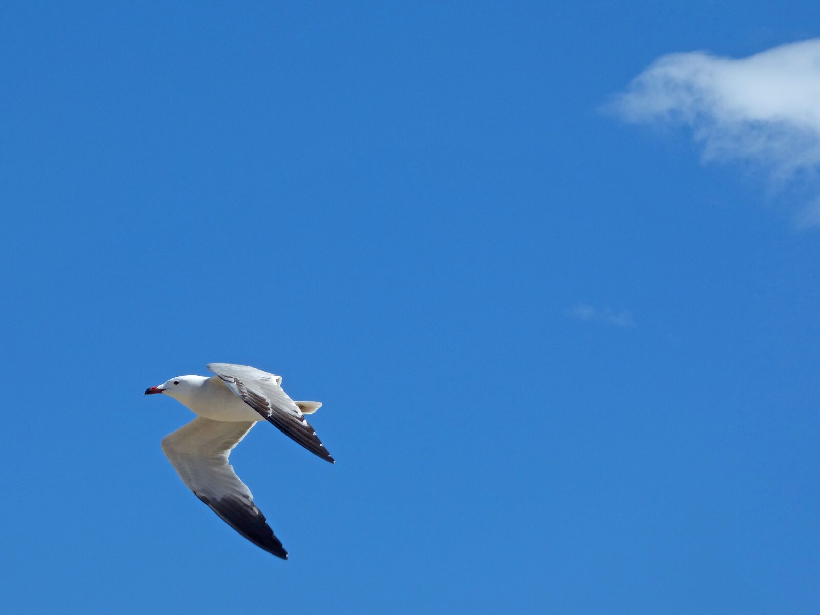 Panasonic Lumix DMC-FZ70 sample photo. Seagull, audouin's gull, ichthyaetus photography