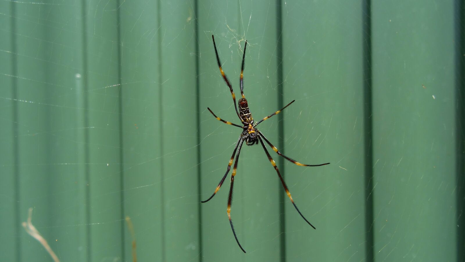 Sony Cyber-shot DSC-HX50V sample photo. Insect, spider, close-up photography