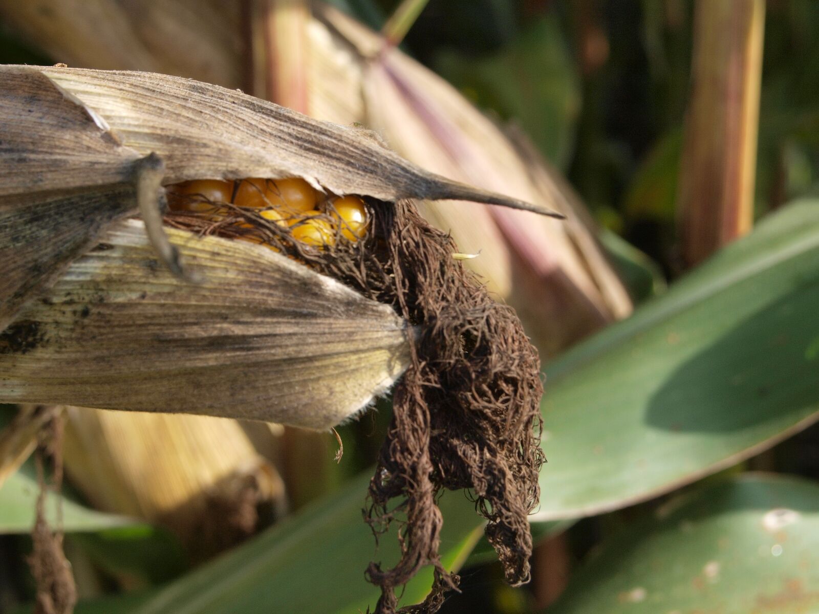 Olympus E-420 (EVOLT E-420) sample photo. Corn, agriculture, field photography