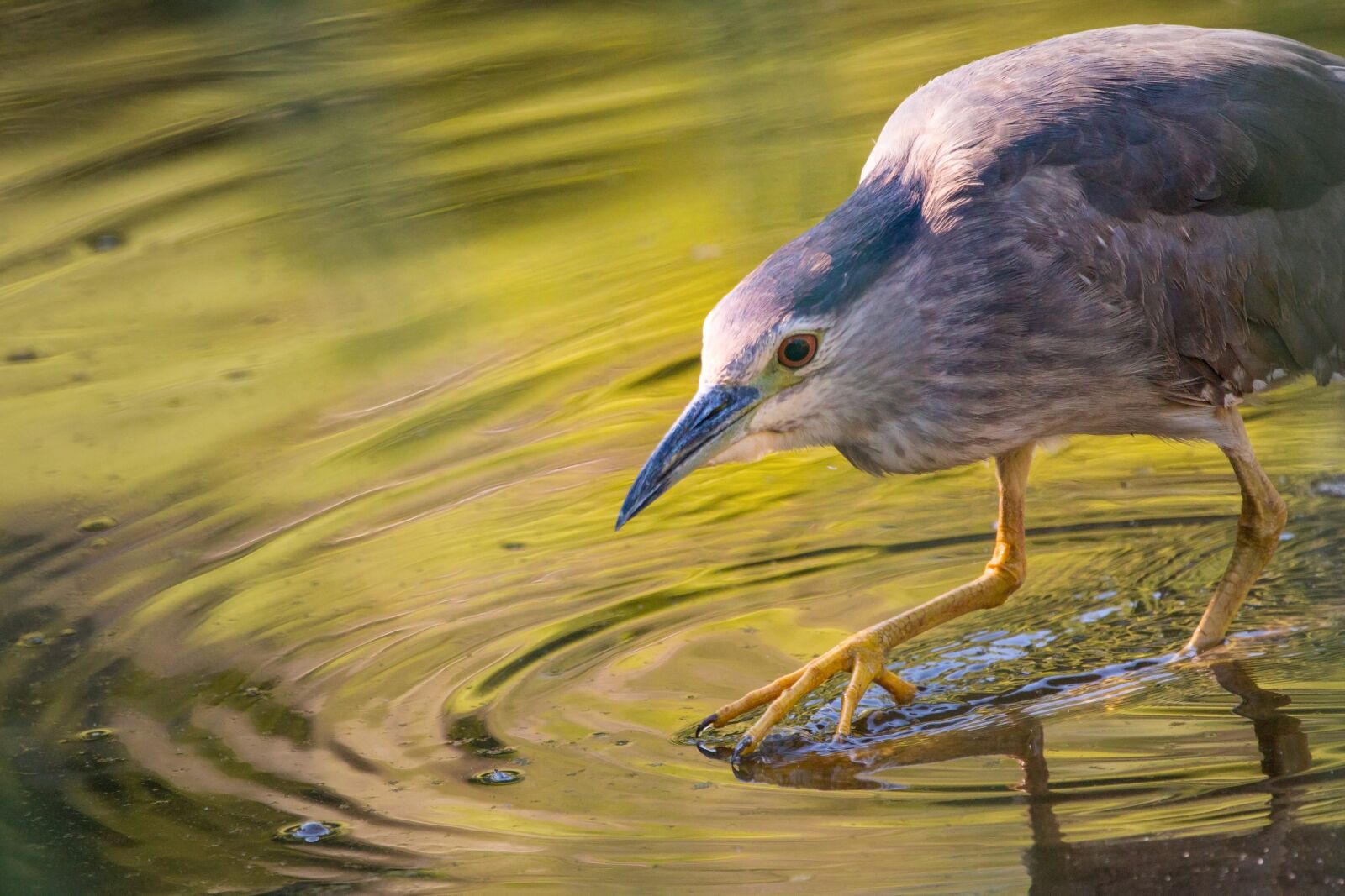 Canon EOS 70D sample photo. Night heron, water, pond photography