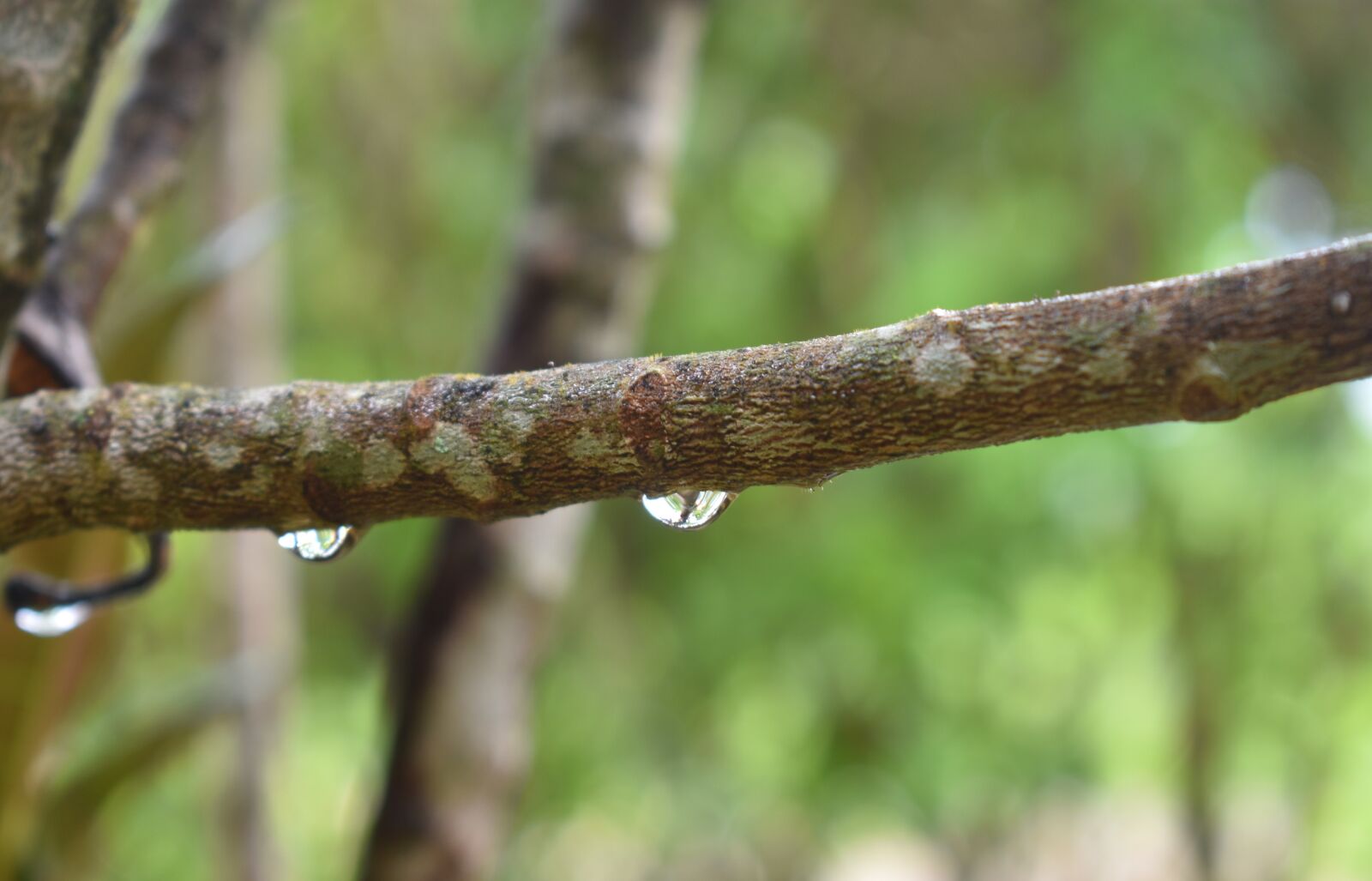 Nikon D3400 sample photo. Drip, water, wet photography