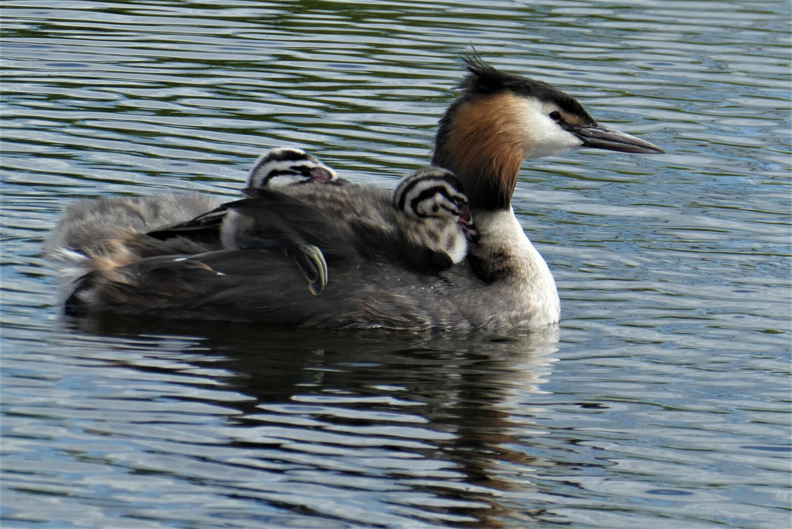 Panasonic Lumix DC-ZS70 (Lumix DC-TZ90) sample photo. Great crested grebe with photography
