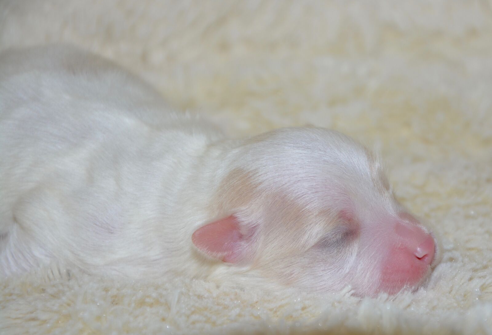 Nikon D5200 sample photo. Puppy, new born cotton photography