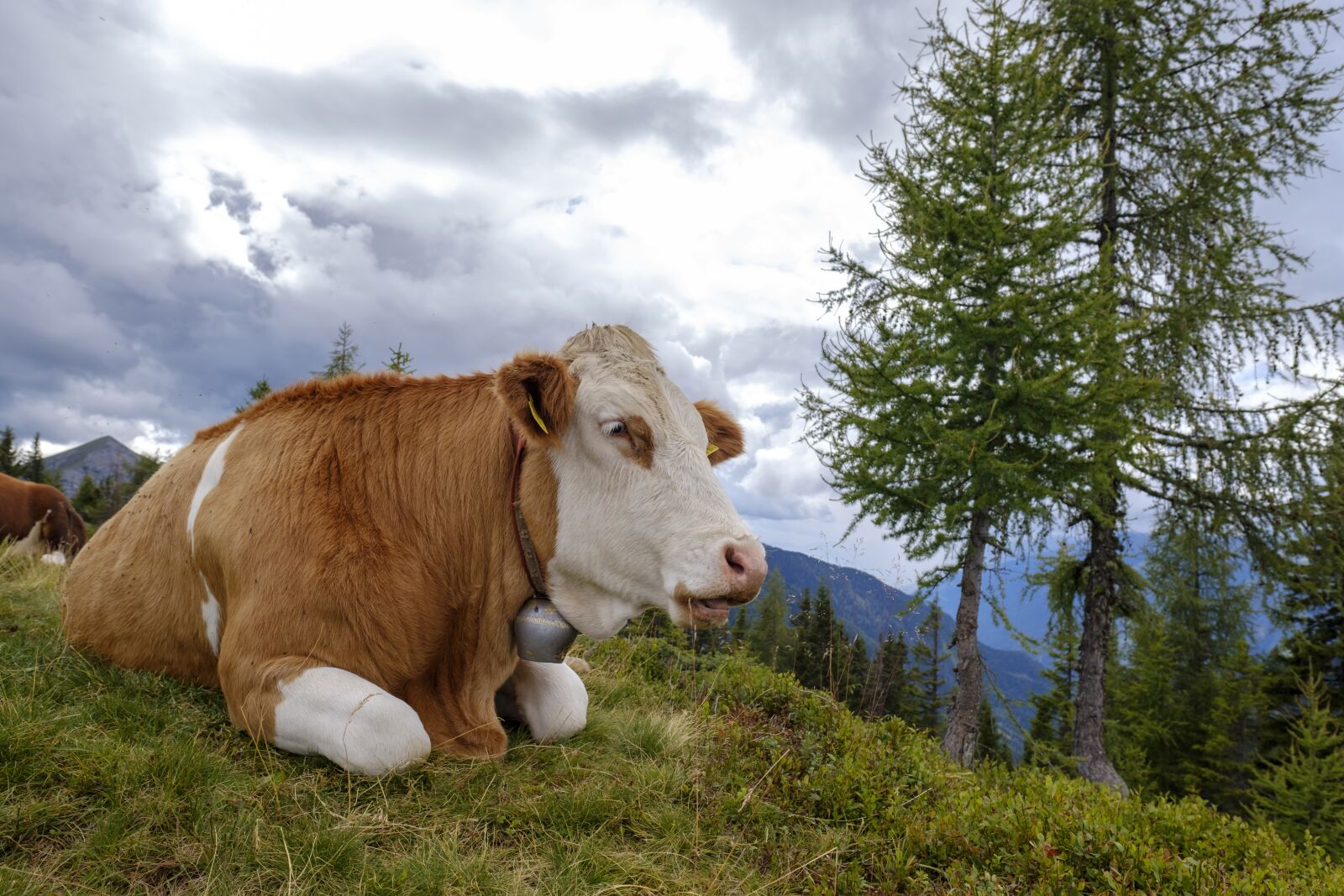Fujifilm X-T2 sample photo. Cow, beef, cattle photography