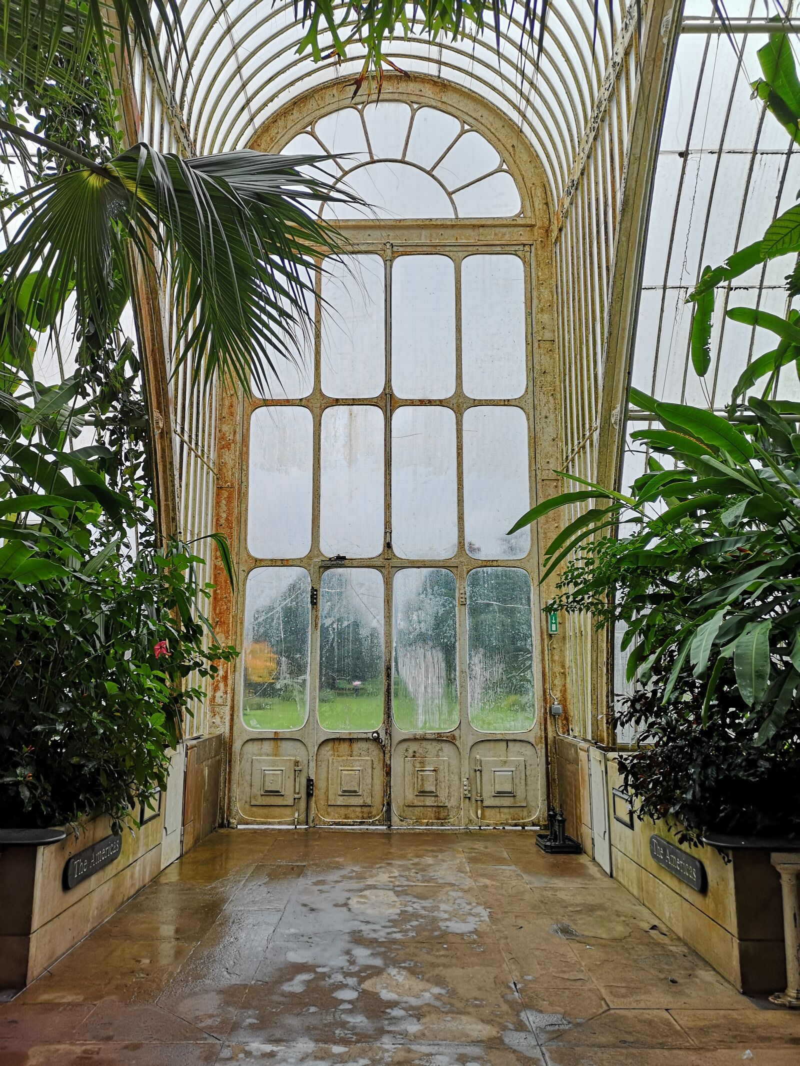 HUAWEI CLT-L09 sample photo. Palm, glasshouse, horticulture photography