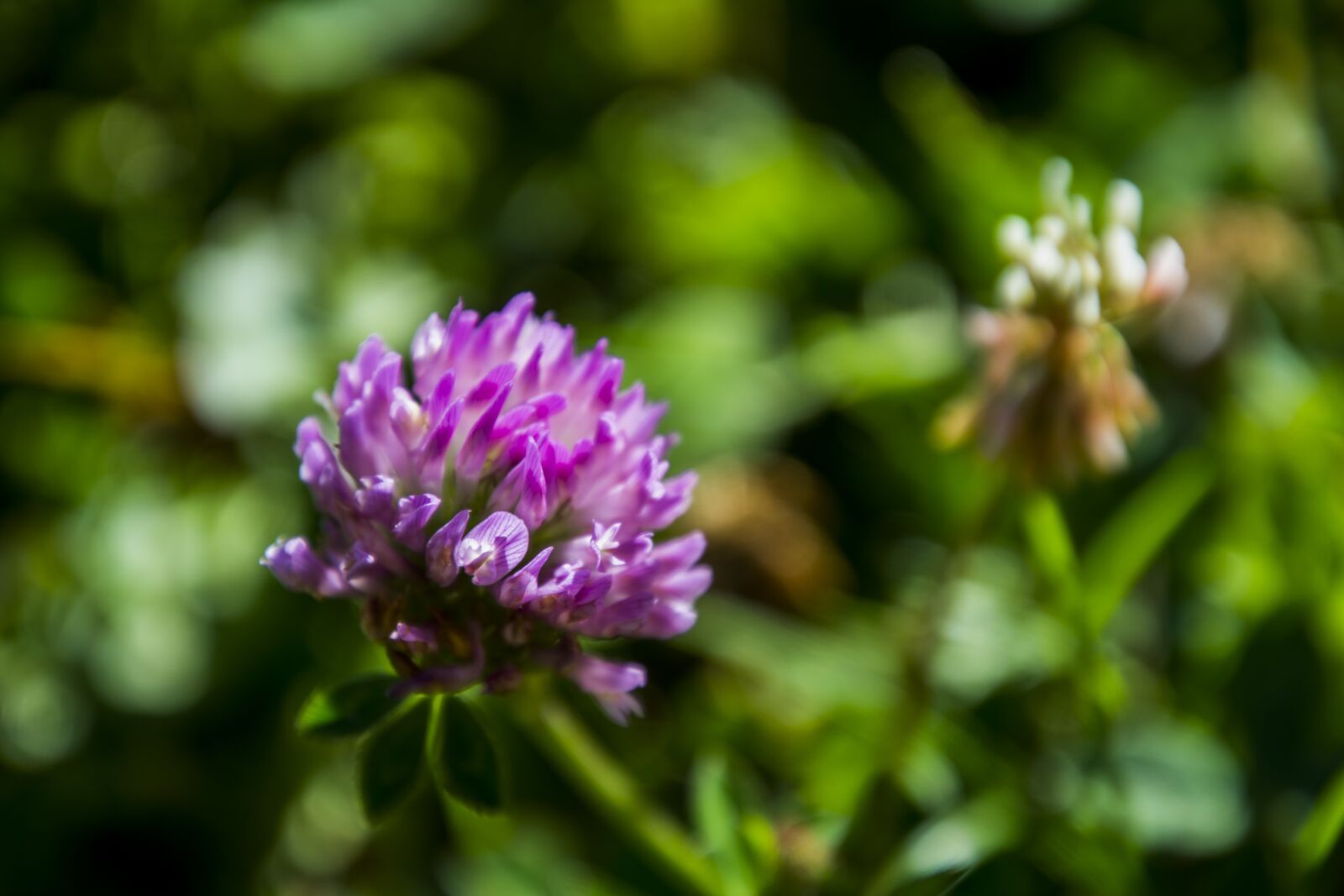 Nikon D5200 sample photo. Flower, nature, plants photography
