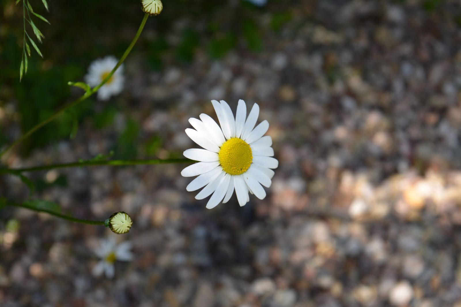 Nikon D5200 sample photo. Nature, plant, flower photography