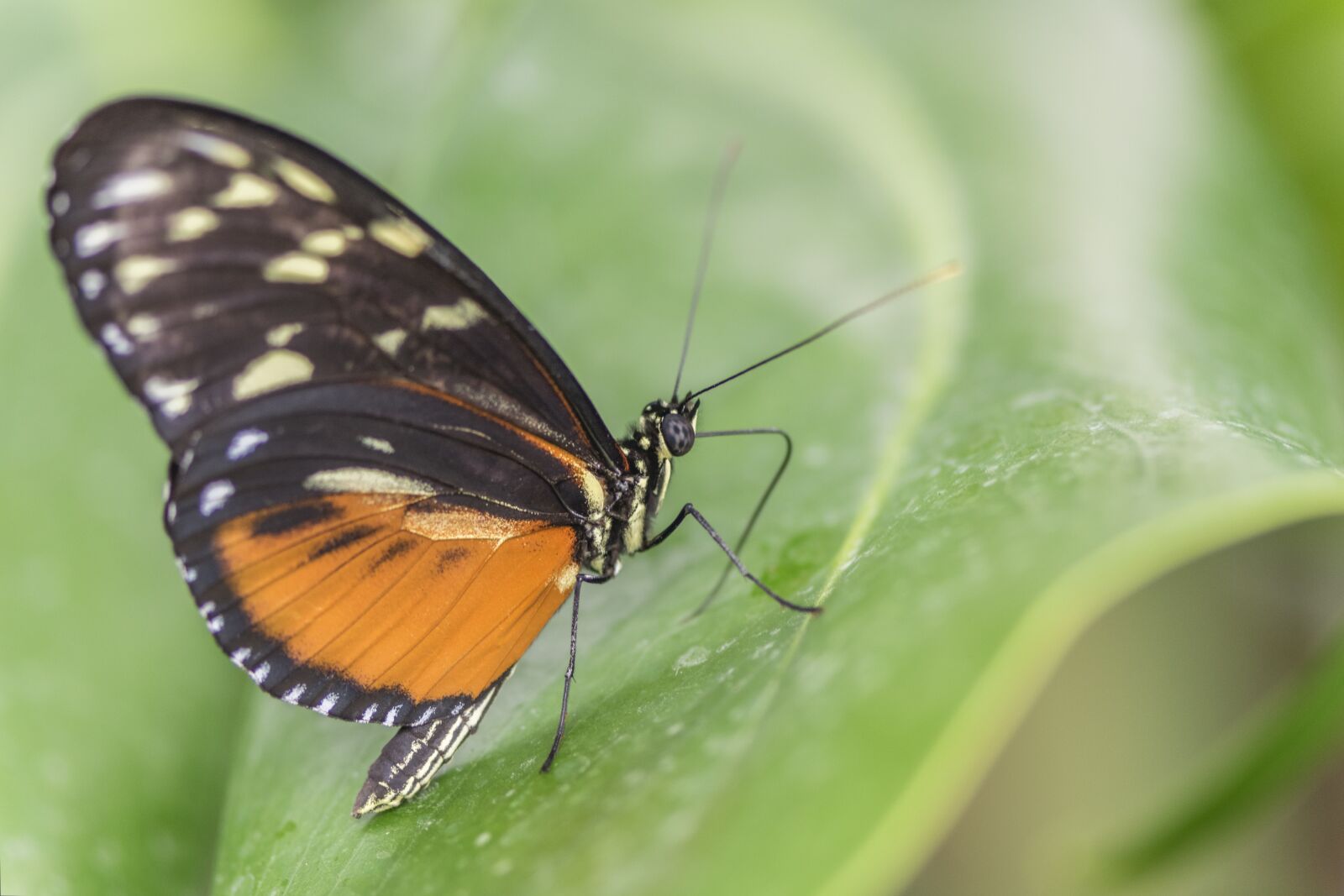 Nikon D5300 sample photo. Insect, butterfly, nature photography