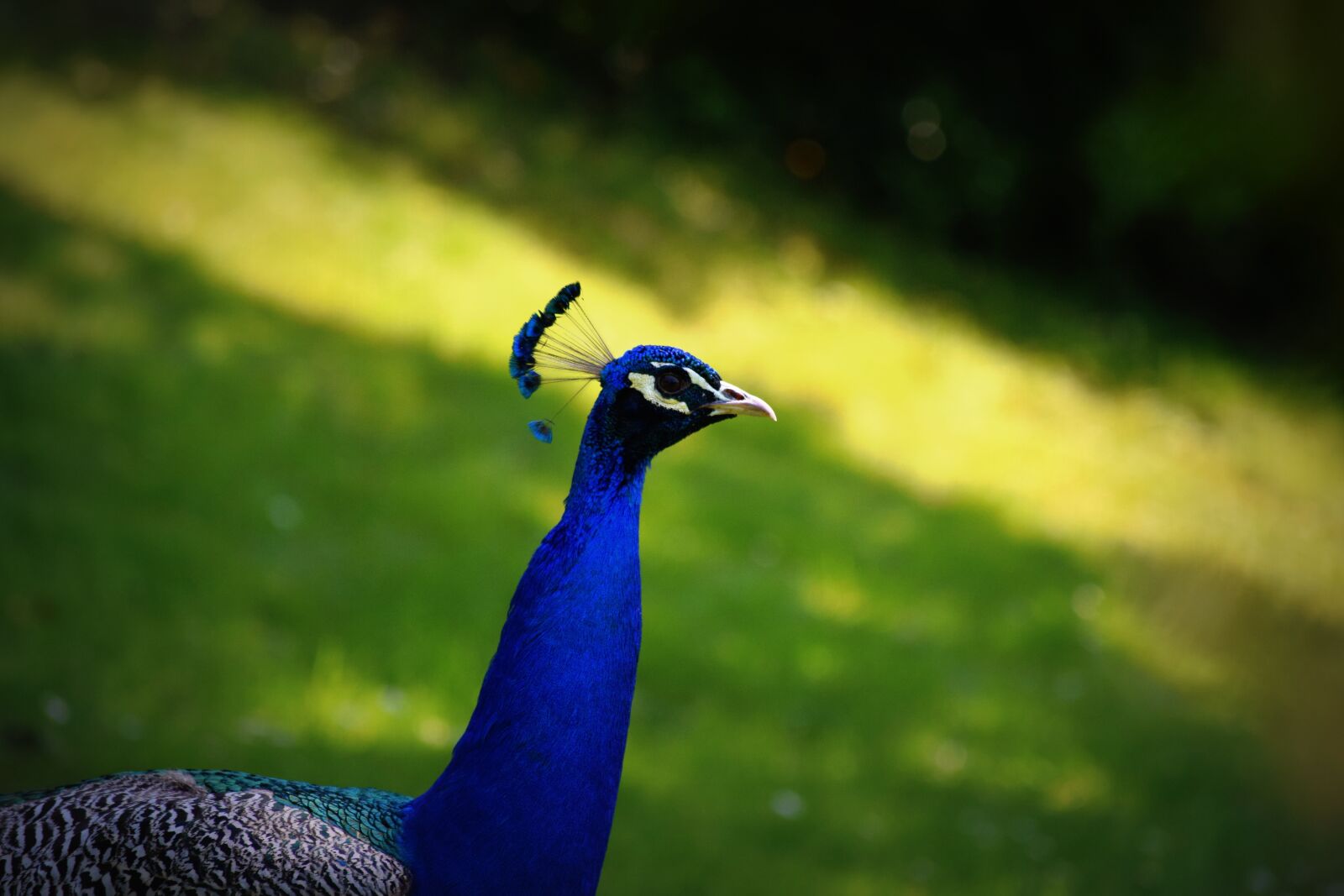 Nikon D3300 sample photo. Bird, peacock, color photography