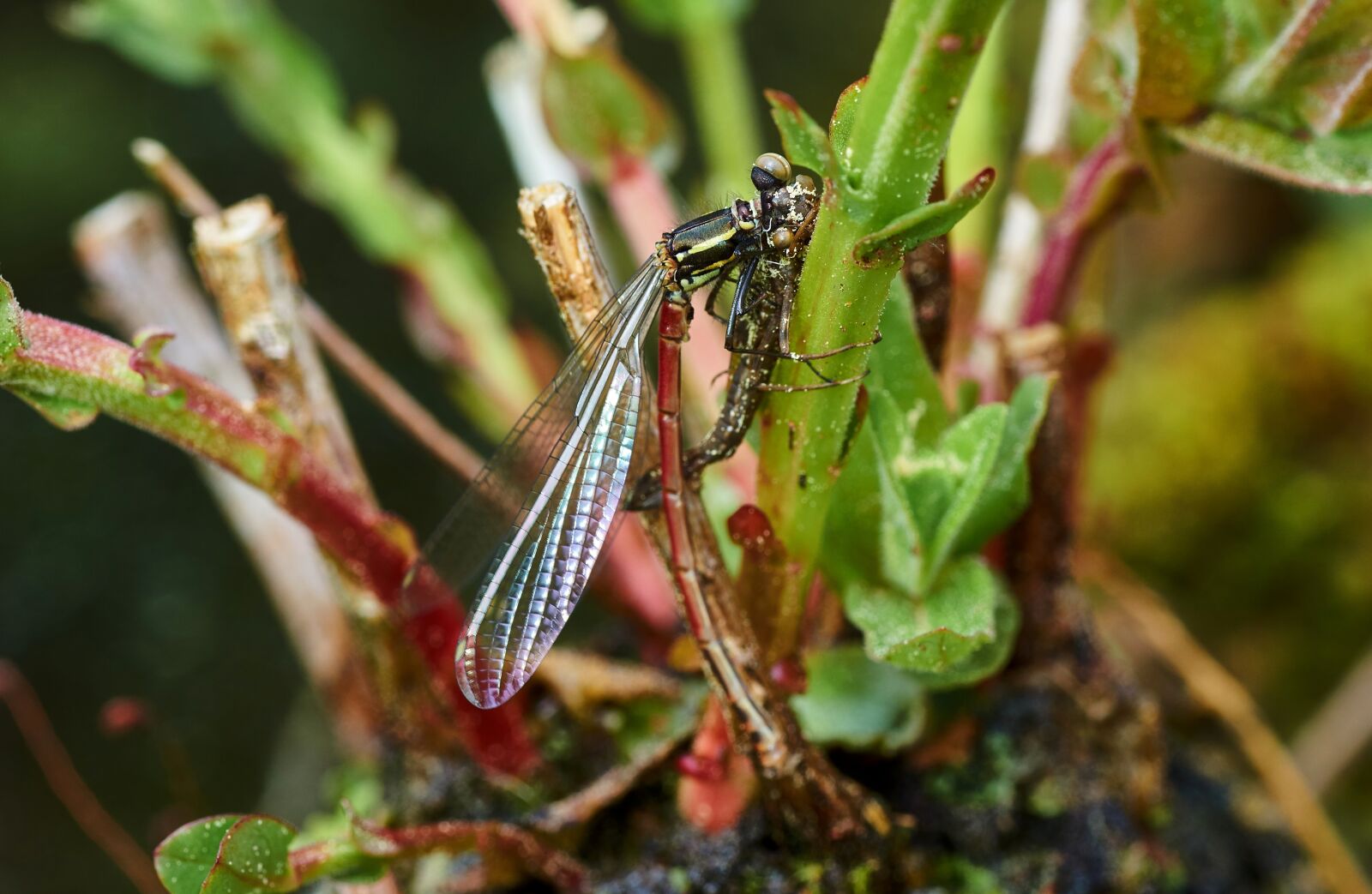 Sony SLT-A58 sample photo. Dragonfly, water, insect photography