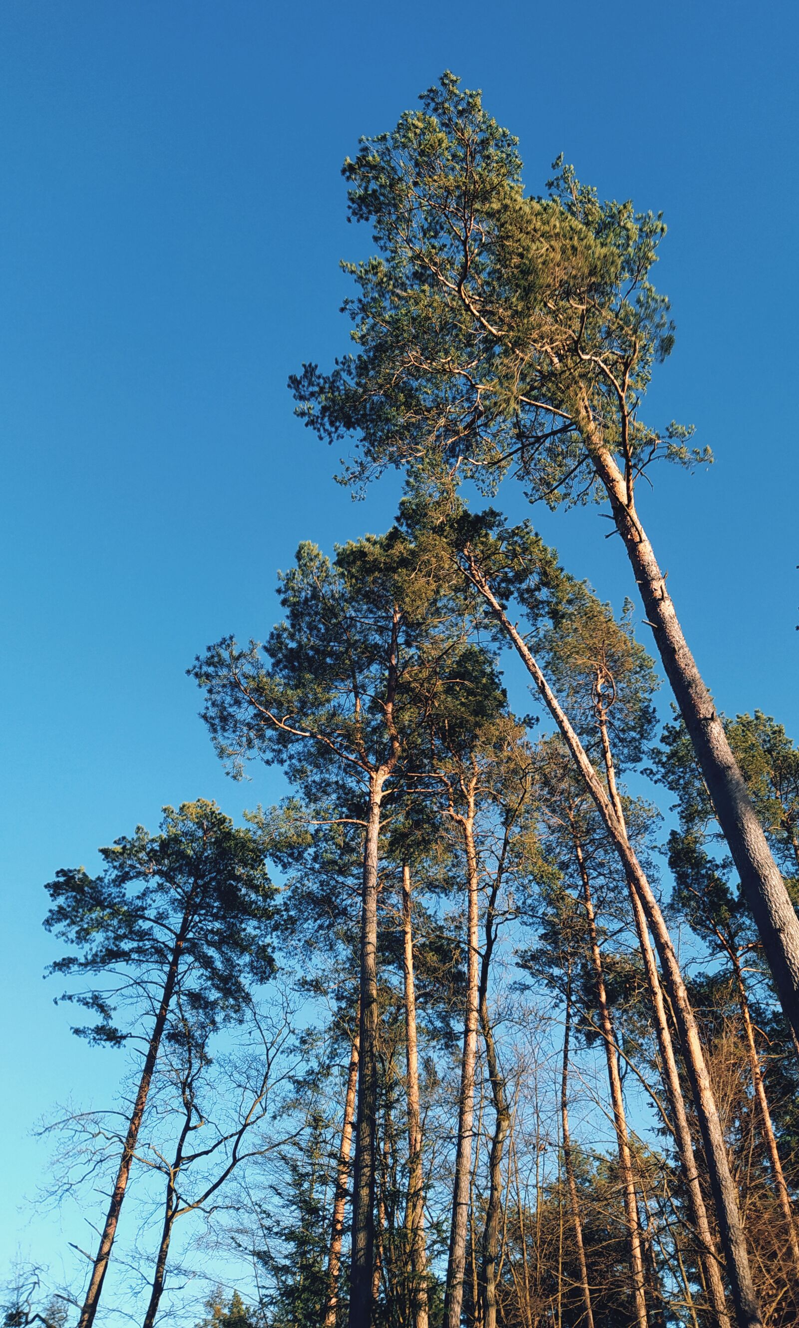 Xiaomi Redmi Note 8T sample photo. Pine, forest, tree photography