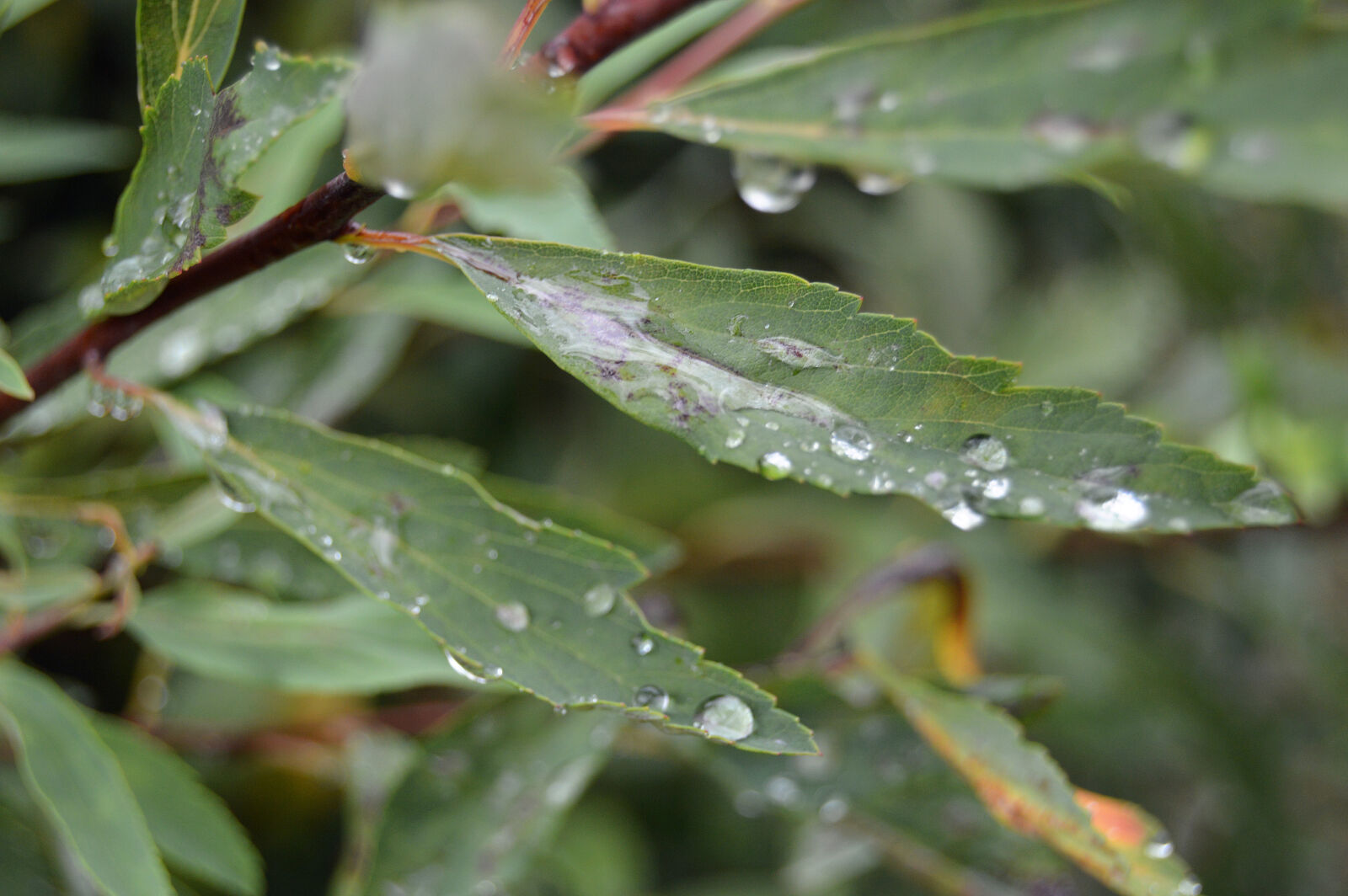 Nikon D3200 sample photo