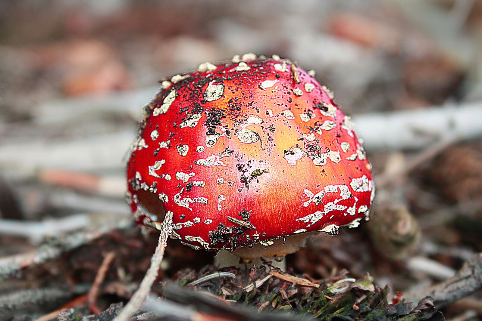 Canon EOS 450D (EOS Rebel XSi / EOS Kiss X2) sample photo. Fly agaric, mushroom, toxic photography
