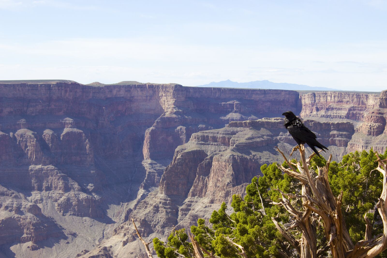 Canon EOS 600D (Rebel EOS T3i / EOS Kiss X5) sample photo. Crow, grand canyon, grand photography