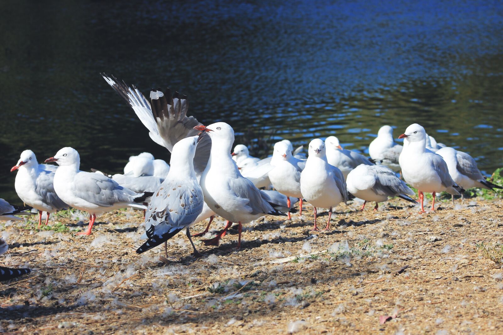 Canon EF75-300mm f/4-5.6 sample photo. Water, seagull, scenic photography