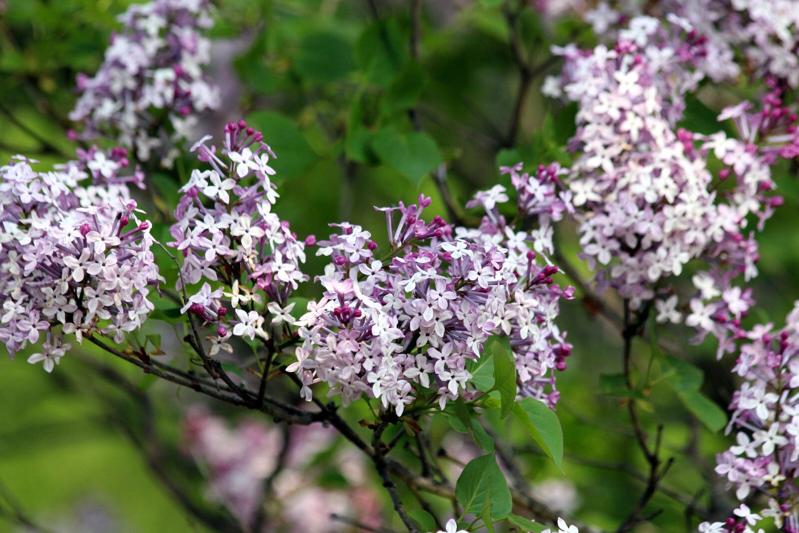 Canon EOS 650D (EOS Rebel T4i / EOS Kiss X6i) sample photo. Lilac, flower, plant photography