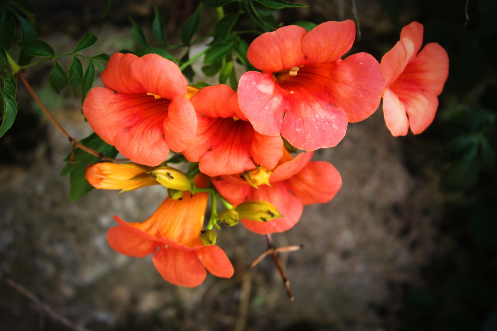 Canon EOS 1100D (EOS Rebel T3 / EOS Kiss X50) sample photo. Flower, creeper, plant photography