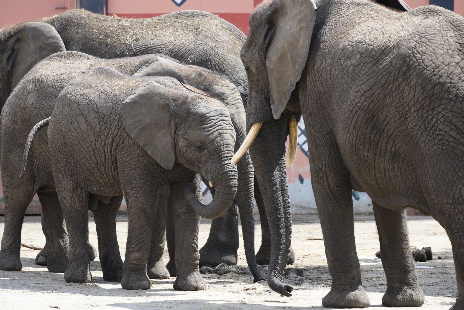 Nikon Z7 sample photo. Elephants, pachyderm, nature photography