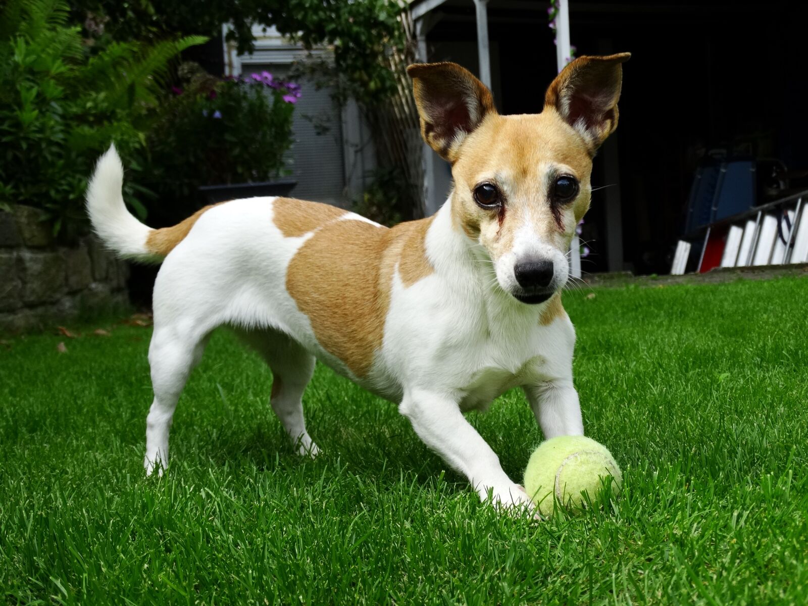 Sony Cyber-shot DSC-HX300 sample photo. Doggy, jack russell, terrier photography