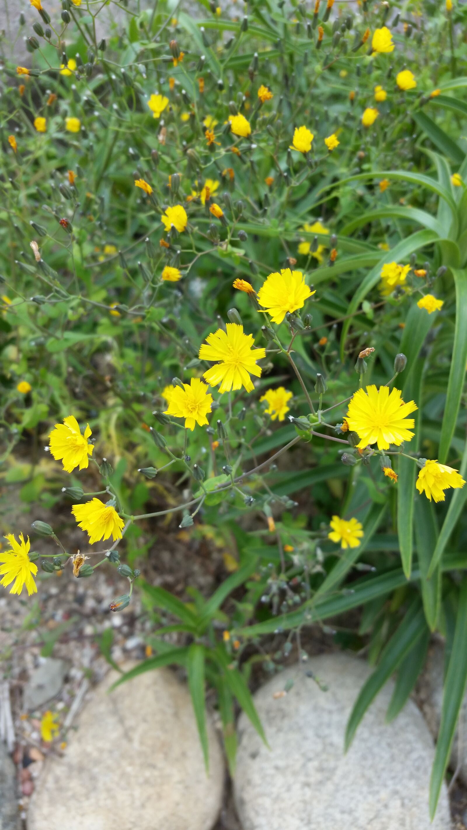 Samsung Galaxy S5 sample photo. Flower, nature, yellow photography