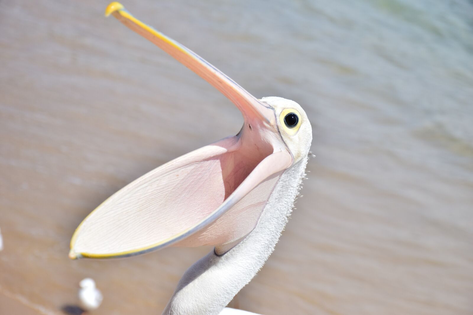 Nikon D5300 sample photo. Pelican, bird, sea photography