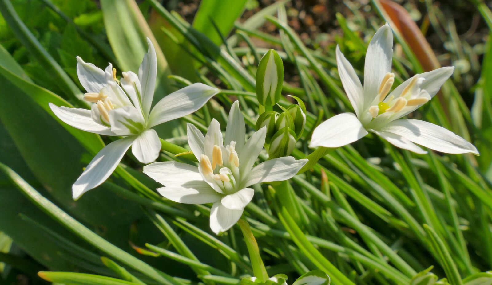 Panasonic Lumix DMC-FZ1000 sample photo. Flowers, spring, nature photography