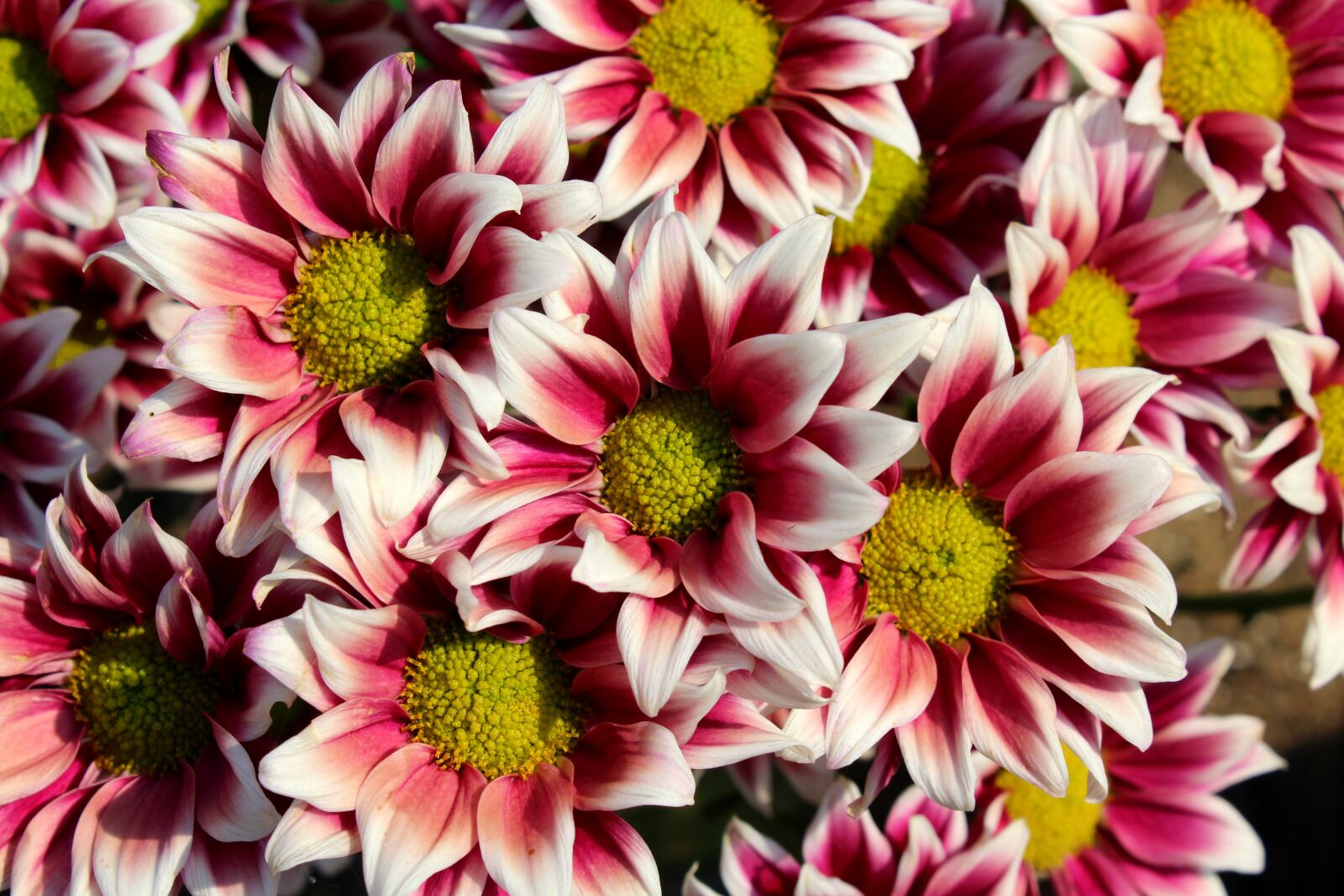 Canon EOS 1200D (EOS Rebel T5 / EOS Kiss X70 / EOS Hi) sample photo. Gazanie, flowers, flourishing photography