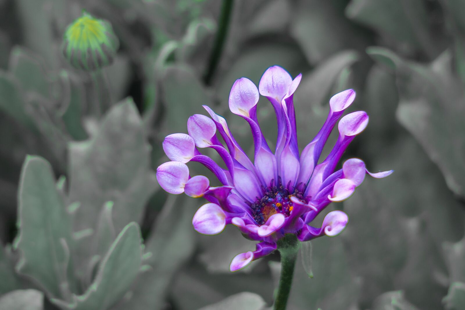 Canon PowerShot G3 X sample photo. Flower, natural, summer photography