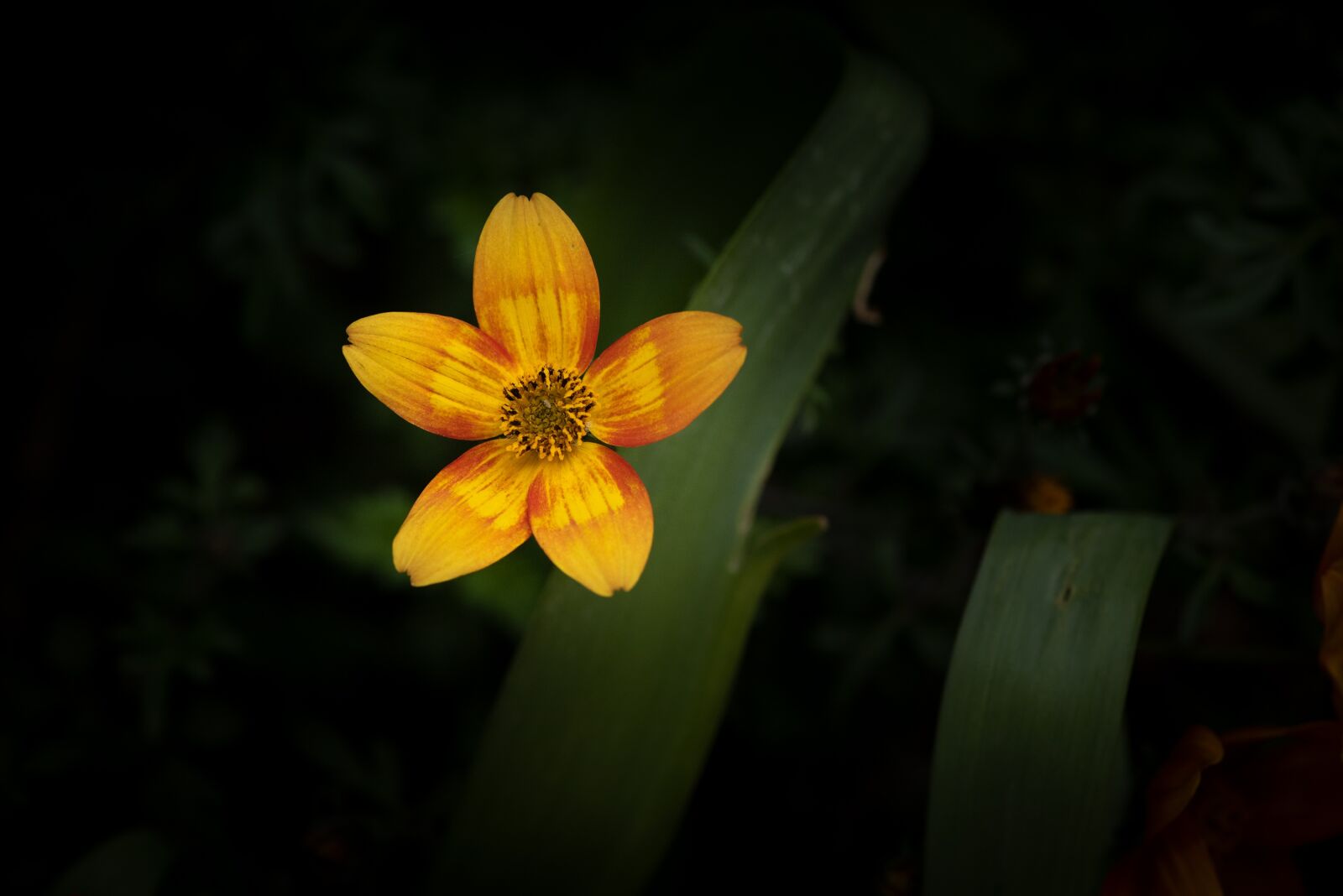 Nikon D750 sample photo. Flower, blossom, bloom photography