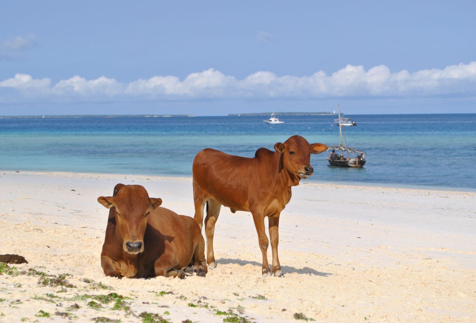 Nikon D3000 sample photo. Zanzibar, tanzania, africa photography
