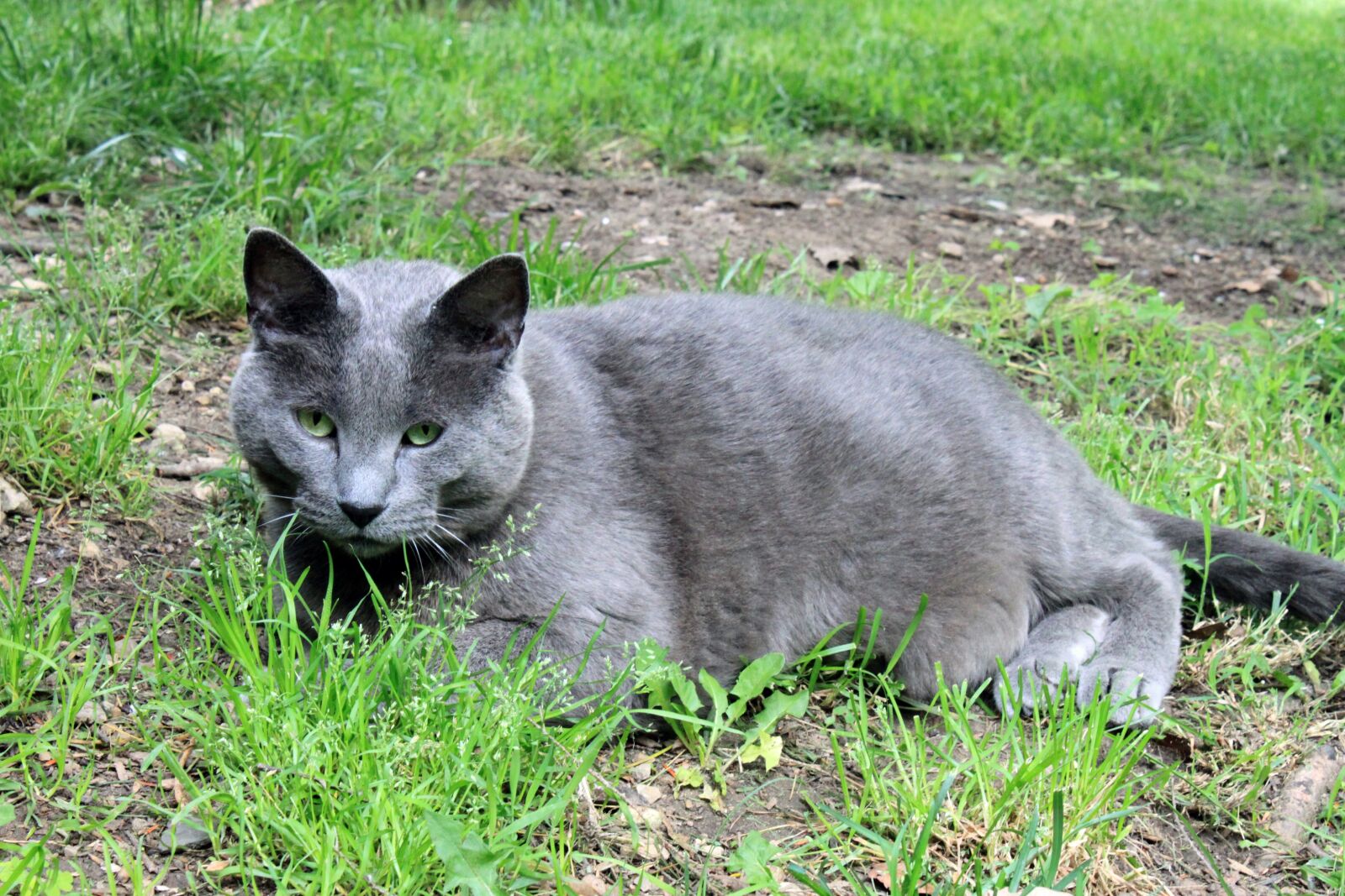Canon EOS 500D (EOS Rebel T1i / EOS Kiss X3) sample photo. Cat, pet, domestic photography