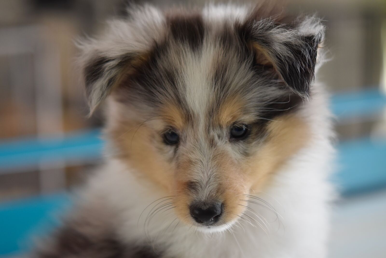 Nikon D5600 sample photo. Dog, shetland sheepdog, dog photography
