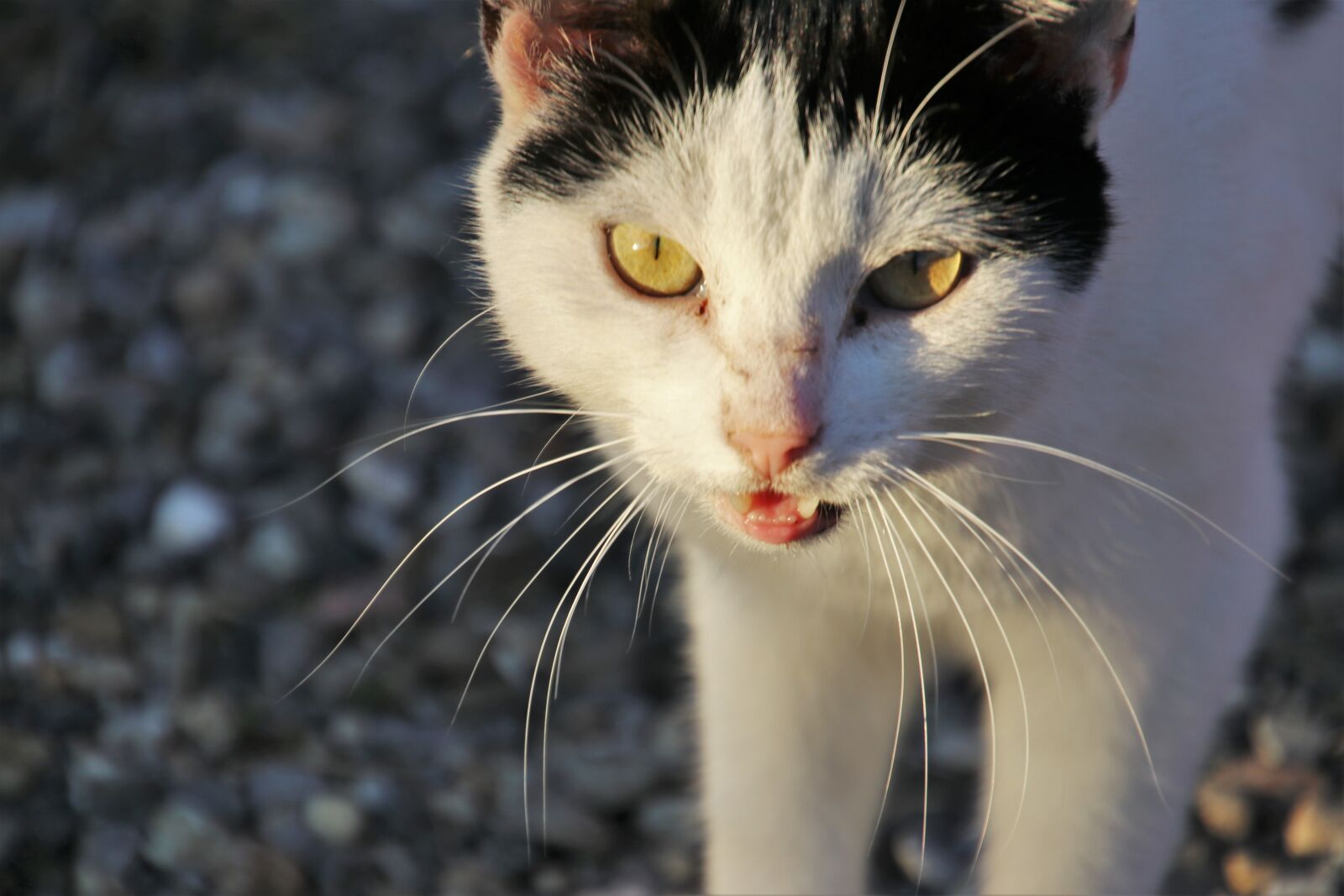 Canon EOS 80D sample photo. Cat, white, sweet photography