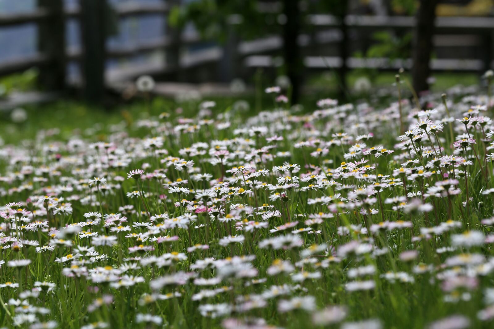 Canon EF 100mm F2.8L Macro IS USM sample photo. Flower meadow, daisy, spring photography