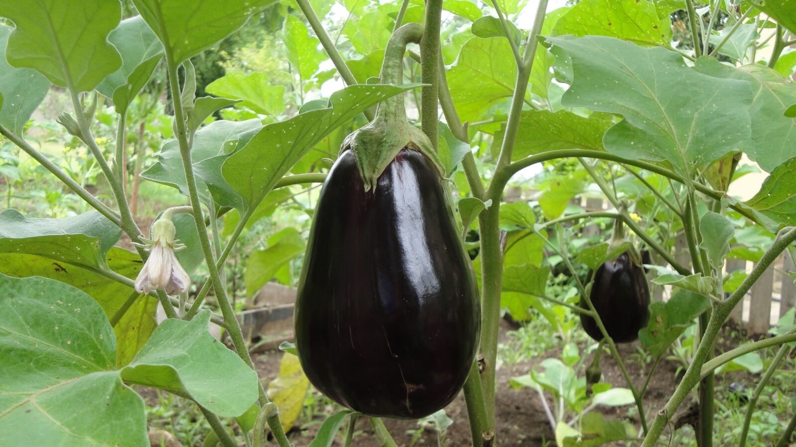 Sony Cyber-shot DSC-W290 sample photo. Eggplant, plant, agriculture photography