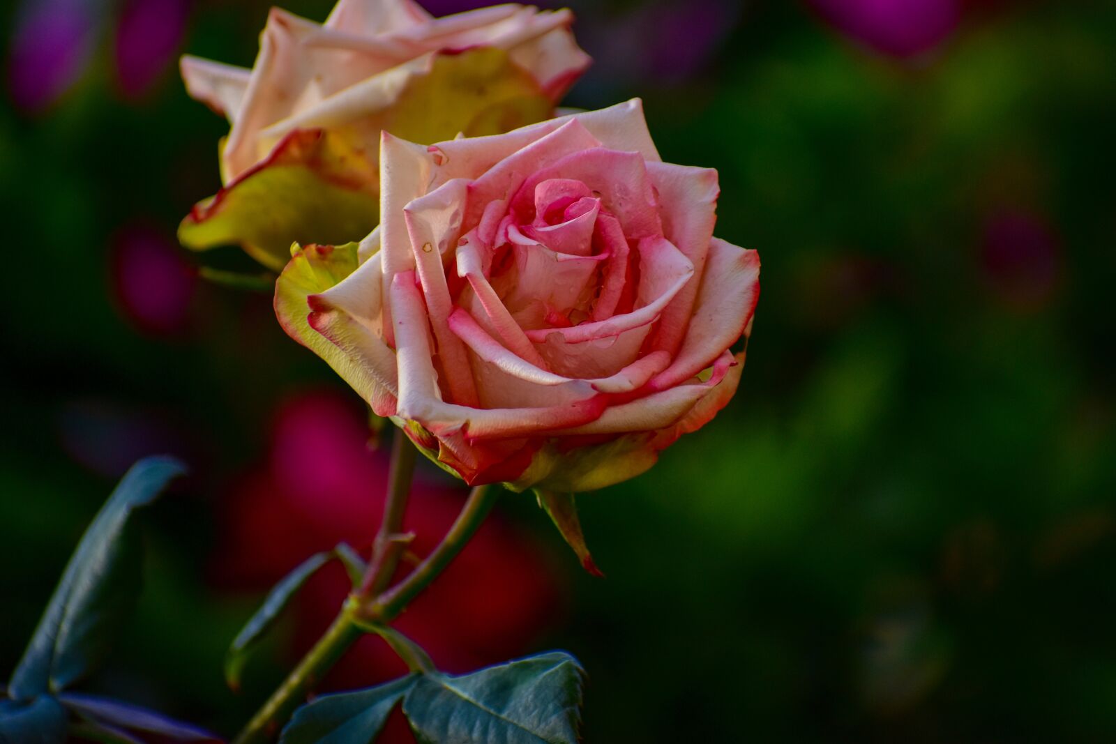 Nikon D3400 sample photo. Rosa, bella, flower photography