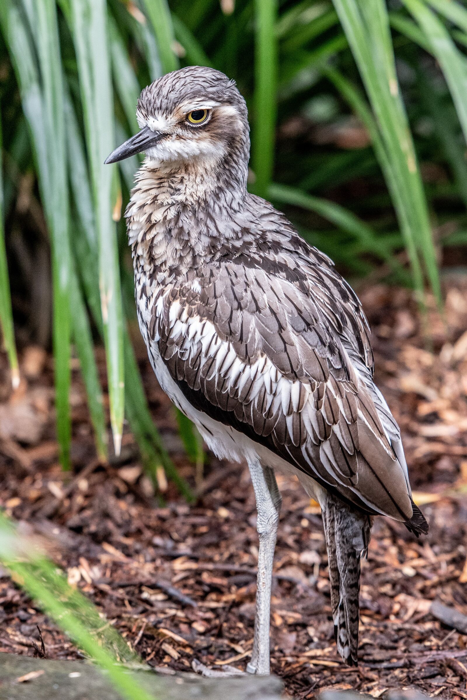 Nikon D500 sample photo. Curlew, bush turkey, bird photography