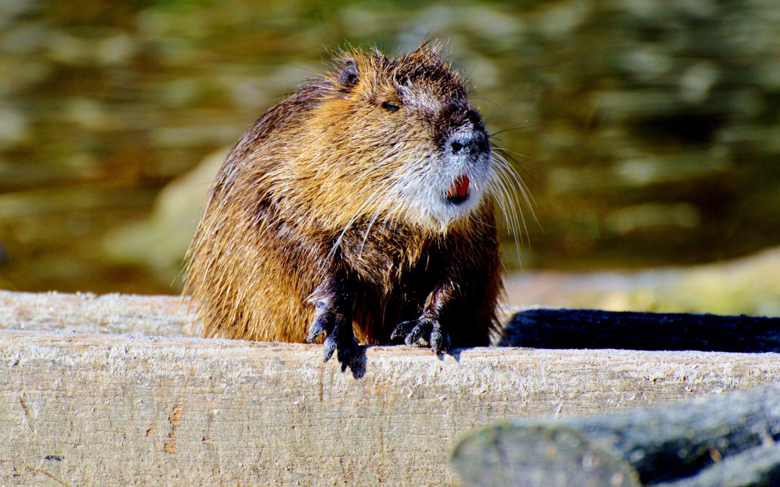 Nikon D3200 sample photo. Nutria, rodent, water rat photography
