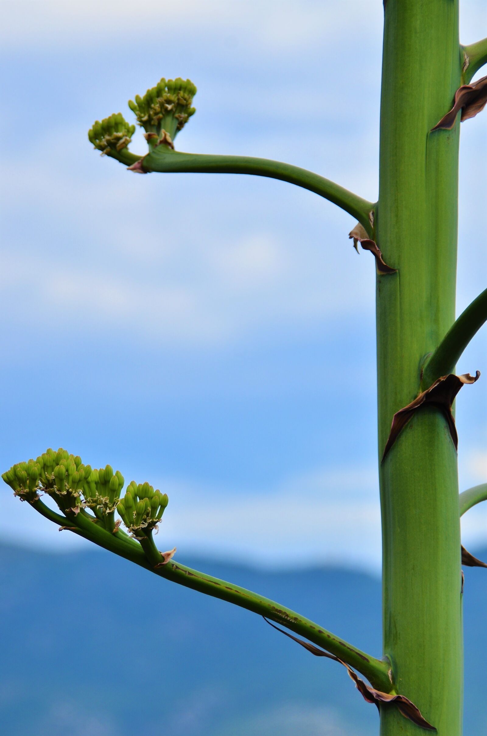 Nikon D7000 sample photo. Nature, for sale, blue photography